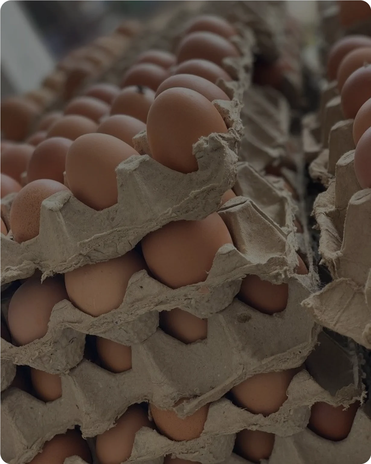 Buy egg in lagos